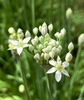 Flowers opening - Wake Co., NC