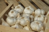 Elephant garlic