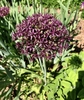 flower head with dark purple star like flowers