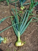 Allium cepa