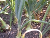 Allium cepa