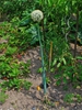 Allium cepa habit with inflorescence