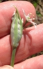 Flower bud