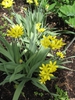 Allium moly
