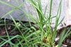 leaves on a garlic