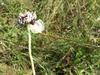 garlic inflorescence