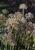 Allium tuberosum