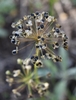 Garlic chives have seed head containing small, black, shiny seed