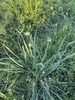 Clump of green leaves with bulbets forming at the top of stems