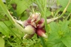 Closeup of small bulblets form in stem top