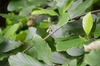Green leaves