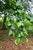 Green leaves on branches