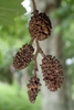 Brown dangling pinecones
