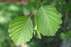 Leaf close up