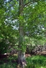 Form of the tree