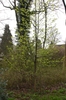 Form of the tree
