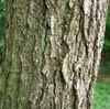 Bark close up