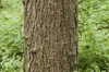 Bark