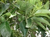 Leaves and cones