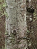 Bark