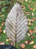 Underside of leaf
