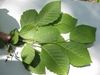 Green leaves