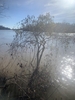 Form in Jan, grow along a lake