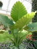 Form growing at Longwood Gardens