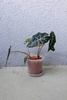 'Polly' growing in a pot