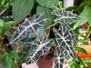 Dark metallic green leaves with white veins.