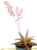 potted plant with rosette of red speckled leaves & red flowers