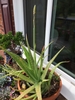 Form in  pot getting ready to bloom
