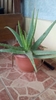 Fom in a pot with gray-green thick succulent leaves