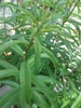 Aloysia triphylla