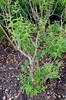 Aloysia citriodora