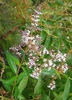 Aloysia citriodora