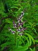 Aloysia citriodora