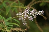 Aloysia triphylla flower