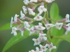 Close up of flower