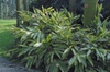 Alpinia zerumbet