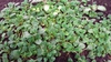 Alsobia Dianthflora