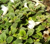 Alsobia Dianthflora