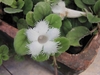 Growing in a pot with a white bloom with frilly margins