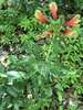 Form in bloom
