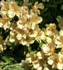 Alstroemeria flowers in summer