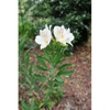 Alstroemeria 'Casablanca' leaf