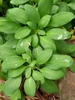 Leaves