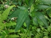 Stem leaves