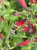 Bee on the flower