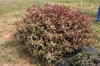 Alternanthera dentata 'Brazillian Red Hots'